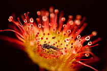 Close-up of of a Sundew (Drosera rotundifolia), with secretions of mucilage and a captured insect, Peak District NP, August 2011. Did you know? Sundews grow on every continent except Antarctica.