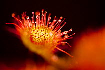 Close-up of of a Sundew (Drosera rotundifolia) showing tentacles with secretions of mucilage, Peak District NP, August 2011
