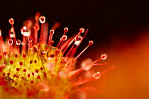 Close-up of of a Sundew (Drosera rotundifolia) showing tentacles with secretions of mucilage, Peak District NP, August 2011