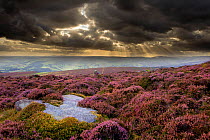 Scenic view of moorland habitat showing flowering heather (Ericaceae sp) in foreground, Peak District NP, August 2011