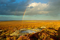 Scenic view of heather moorland with rainbow, Peak District NP, August 2011