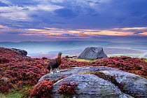 Red grouse (Lagopus lagopus scoticus) on heather moorland, Peak District NP, UK, September 2011. 2020VISION Exhibition. 2020VISION Book Plate.