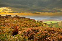 Red grouse (Lagopus lagopus scoticus) on heather moorland, Peak District NP, UK, September 2011