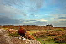 Red grouse (Lagopus lagopus scoticus) on heather moorland, Peak District NP, UK, September 2011. Did you know? The difference between a Red grouse and a Willow grouse is that the Red grouse does not h...