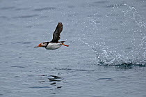 Adult Atlantic puffin (Fratercula arctica) in flight after taking off from the surface of the sea, Lunga, Treshnish Isles, Inner Hebrides, Scotland, UK, July 2011