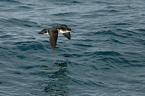 Manx shearwater (Puffinus puffinus) adult in flight over the sea, Coll, Inner Hebrides, Scotland, UK, July 2011