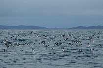 Flock of manx shearwaters (Puffinus puffinus) in flight over the sea, Coll, Inner Hebrides, Scotland, UK, July 2011