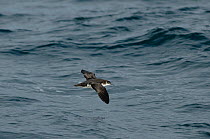 Manx shearwater (Puffinus puffinus) adult in flight over the sea, Coll, Inner Hebrides, UK, July 2011
