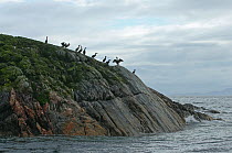 Flock of Shags (Phalacrocorax aristotelis) perched and drying out on the Cairns of Coll, Inner Hebrides, Scotland, UK, July 2011