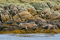 Common seals (Phoca vitulina) hauled out on rocks at the Cairns of Coll, Inner Hebrides, Scotland, UK, July 2011.
