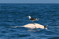 Greater black-backed gull (Larus marinus) perched on corpse of a Risso's dolphin (Grampus griseus) near the Cairns of Coll, Inner Hebrides, Scotland, UK, July 2011