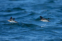 Manx shearwaters (Puffinus puffinus) flying over the sea, Isle of Coll, Inner Hebrides, Scotland, UK, July 2011
