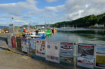 Tobermory harbour, with posters advertising wildlife watching cruises, Mull, Inner Hebrides, Scotland, July 2011.