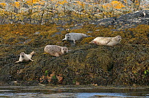 Common or harbour seals (Phoca vitulina) hauled out on rocks at the Cairns of Coll, Inner Hebrides, Scotland, UK, July 2011