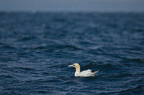 Northern gannet (Morus bassanus) adult on sea, near the Isle of Coll, Inner Hebrides, Scotland, UK, July 2011.
