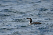 Great northern diver (Gavia immer) in non-breeding plumage near the Isle of Coll, Inner Hebrides, Scotland, UK, July 2011