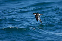 Manx shearwater (Puffinus puffinus) adult in flight over sea, near the Isle of Coll, Inner Hebrides, Scotland, UK, July 2011