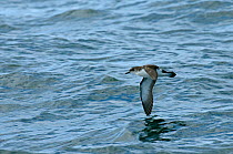 Manx shearwater (Puffinus puffinus) adult in flight over the sea, near the Isle of Coll, Inner Hebrides, Scotland, UK, July 2011