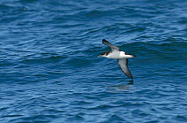 Manx shearwater (Puffinus puffinus) adult in flight over the sea, with wing almost touching the water, near the Isle of Coll, Inner Hebrides, Scotland, UK, July 2011