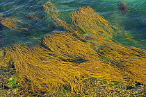 Bootlace seaweed (Chorda filum) in the sea around the Cairns of Coll, Inner Hebrides, Scotland, UK, July 2011