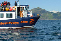 Passengers on observation deck of Sea Life Surveys vessel Sula Beag watching a Bottlenose dolphin (Tursiops truncatus) in the Sound of Mull, Inner Hebrides, Scotland, UK, July 2011