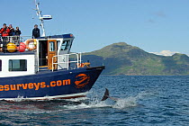 Passengers on observation deck of Sea Life Surveys vessel Sula Beag watching a Bottlenose dolphin (Tursiops truncatus) bow riding in the Sound of Mull, Inner Hebrides, Scotland, UK, July 2011