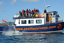 Passengers on observation deck of Sea Life Surveys vessel Sula Beag watching a breaching Bottlenose dolphin (Tursiops truncatus) in the Sound of Mull, Inner Hebrides, Scotland, UK, July 2011