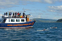 Passengers on observation deck of Sea Life Surveys vessel Sula Beag watching two Bottlenose dolphins (Tursiops truncatus) in the Sound of Mull, Inner Hebrides, Scotland, UK, July 2011