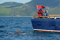 Passengers on the aft deck of Sea Life Surveys vessel Sula Beag watching a Bottlenose dolphin (Tursiops truncatus) in the Sound of Mull, Inner Hebrides, Scotland, UK, July 2011