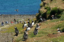 Atlantic puffin (Fratercula arctica) breeding colony on island of Lunga, with tourists arriving on beach below, Inner Hebrides, Scotland, UK, July 2011