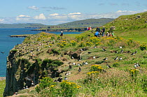 Atlantic puffin (Fratercula arctica) breeding colony, with tourists in the background, Lunga, Inner Hebrides, Scotland, UK, July 2011.