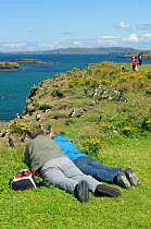 Tourists watching Atlantic puffins (Fratercula arctica) at their breeding colony on Lunga, Inner Hebrides, Scotland, UK, July 2011