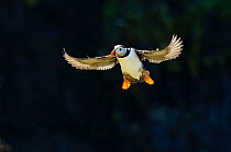 Adult Atlantic puffin (Fratercula arctica) in flight in summer, backlit, Isle of Lunga, Inner Hebrides, Scotland, UK, July 2011. 2020VISION Book Plate.