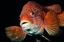 Portrait of Ballan wrasse (Labrus bergylta), St Abbs (St Abbs and Eyemouth Voluntary Marine Reserve), Berwickshire, Scotland, UK, October 2011. Did you know? Ballan wrasses spend the first 8 years of...