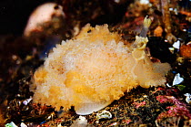 Nudibranch (Tritonia hombergi), St Abbs (St Abbs and Eyemouth Voluntary Marine Reserve), Berwickshire, Scotland, UK, October 2011