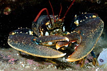 Common Lobster (Homarus gammarus), St Abbs (St Abbs and Eyemouth Voluntary Marine Reserve), Berwickshire, Scotland, UK, October 2011
