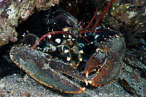 Common Lobster (Homarus gammarus), St Abbs (St Abbs and Eyemouth Voluntary Marine Reserve), Berwickshire, Scotland, UK, October 2011