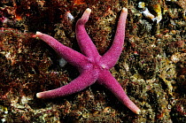 Bloody Henry starfish (Henricia oculata), St Abbs (St Abbs and Eyemouth Voluntary Marine Reserve), Berwickshire, Scotland, UK, October 2011