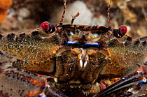 Velvet Swimming Crab (Necora puber / Liocarcinus puber), St Abbs (St Abbs and Eyemouth Voluntary Marine Reserve), Berwickshire, Scotland, UK, October, 2011