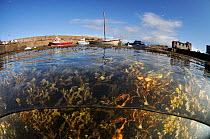 Split level view of St Abbs harbour, St Abbs and Eyemouth Voluntary Marine Reserve, Berwickshire, Scotland, UK, October 2011