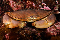 Edible crab (Cancer pagurus), St Abbs (St Abbs and Eyemouth Voluntary Marine Reserve), Berwickshire, Scotland, UK, August 2011. Did you know? A large female Edible crab can carry up to 20 million eggs...