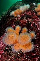 Dead man's fingers (Alcyonium digitatum), growing on rock faces, St Abbs (St Abbs and Eyemouth Voluntary Marine Reserve), Berwickshire, Scotland, UK, August 2011