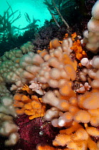 Dead man's fingers (Alcyonium digitatum), growing on rock faces below the kelp, St Abbs (St Abbs and Eyemouth Voluntary Marine Reserve), Berwickshire, Scotland, UK, August 2011
