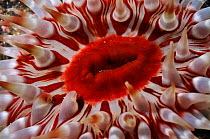 Close-up of Dahlia anemone (Urticina felina / Tealia felina, St Abbs (St Abbs and Eyemouth Voluntary Marine Reserve), Berwickshire, Scotland, August 2011