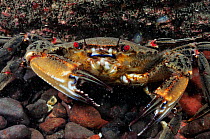 Portrait of Velvet swimming crab (Necora puber / Liocarcinus puber), St Abbs (St Abbs and Eyemouth Voluntary Marine Reserve), Berwickshire, Scotland, UK, August 2011
