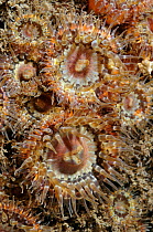 Sea anemones (Sagartia elegans miniata), St Abbs (St Abbs and Eyemouth Voluntary Marine Reserve), Berwickshire, Scotland, UK, August 2011
