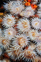 Sea anemones (Sagartia elegans), St Abbs (St Abbs and Eyemouth Voluntary Marine Reserve), Berwickshire, Scotland, UK, August 2011