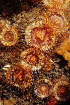 Sea anemones (Sagartia elegans miniata), St Abbs (St Abbs and Eyemouth Voluntary Marine Reserve), Berwickshire, Scotland, UK, August 2011