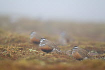 Small group of adult Eurasian dotterel (Charadrius morinellus) in breeding habitat on upland plateau of Grampian mountains, Cairngorms NP, Scotland, UK, May 2011