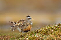 Eurasian dotterel (Charadrius morinellus) adult female with ruffled feathers in breeding habitat on upland plateau of Grampian mountains, Cairngorms NP, Scotland, UK, May 2011